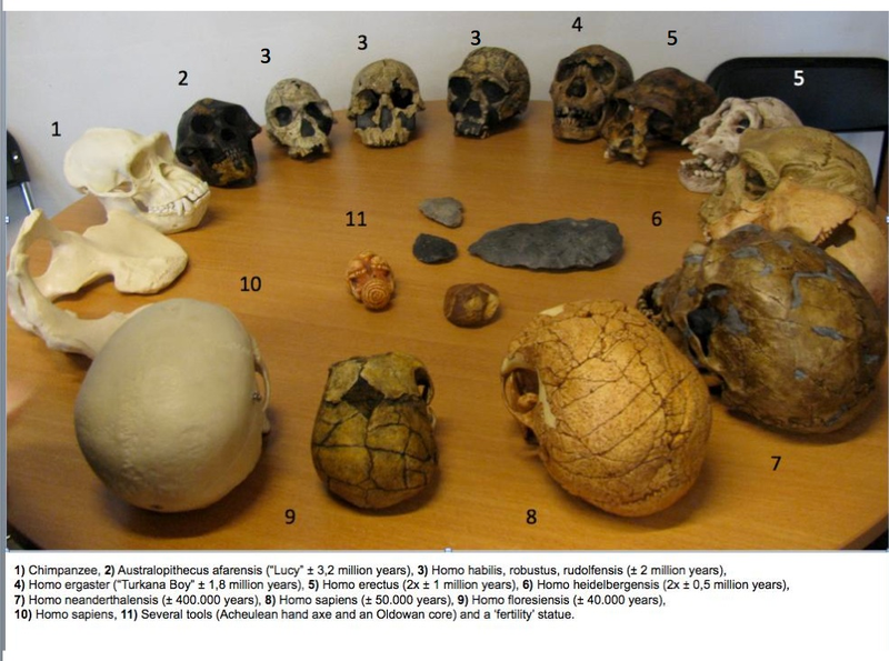 Illustration for article titled Can you name the stages of human evolution in this circle of skulls?